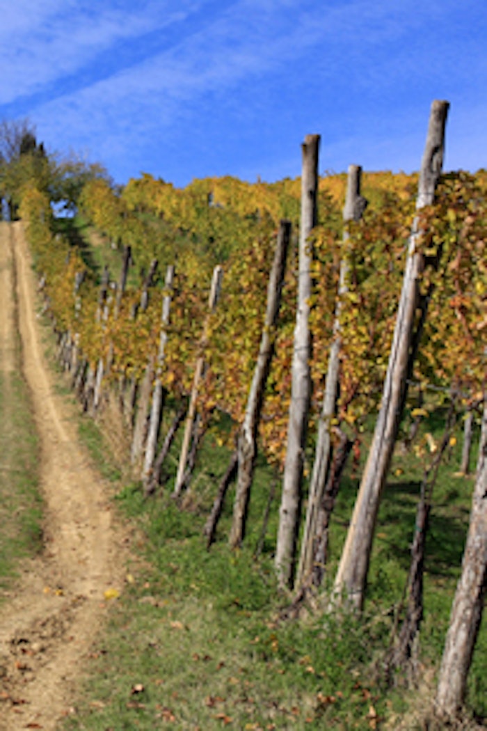 Silvi ’59 harvests the grapes grown in Italy’s Faenza vineyards to produce its skin care line.