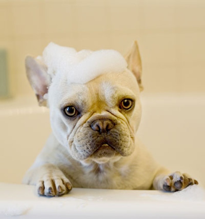 Professional and mass beauty brands are expanding into the pet care segment.