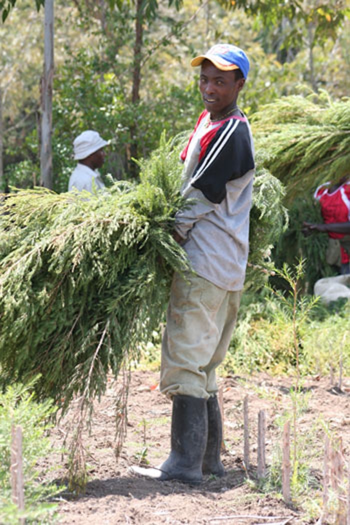 Earthoil Kenya is overseeing a community grower group of approximately 400 small-scale farmers producing organic essential oils. Here, tea tree is harvested at Mount Kenya.