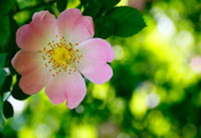 schülke’s sensiva® PA 20 is based on “nature-identical” phenethyl alcohol, which occurs widely in nature and can be found in many essential oils—including rose, carnation and hyacinth.