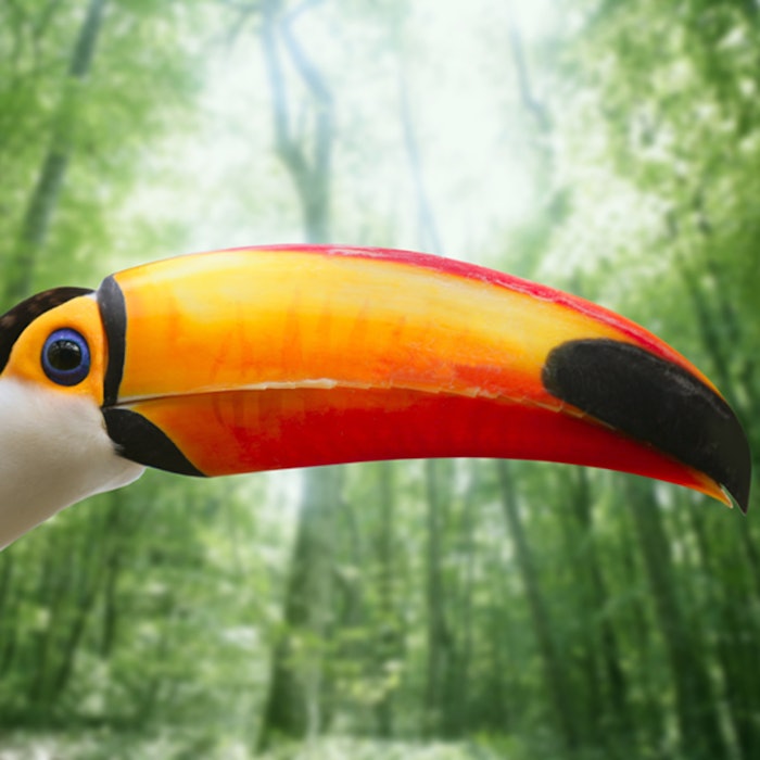 Kee billed Toucan bird colorful