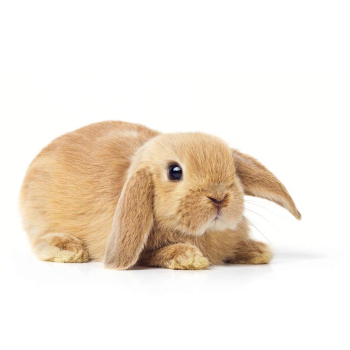 850_onebrown_bunny_