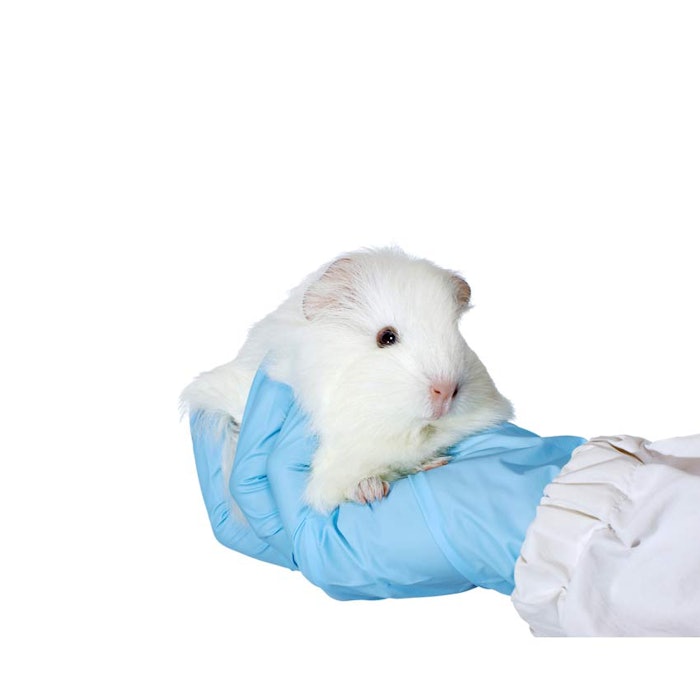 850_guineapigtest_p