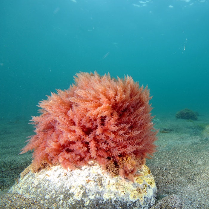 Seaweed_GCI_850