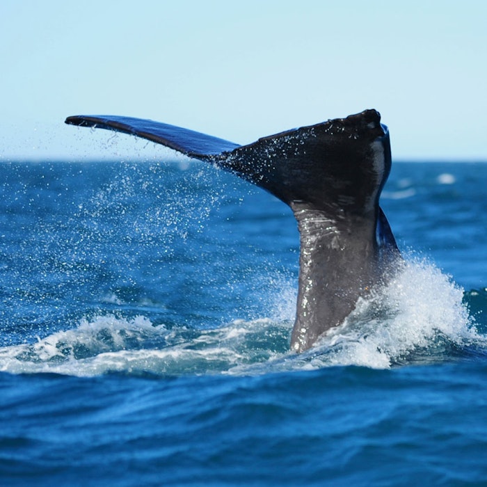 whaletail_GCI_850