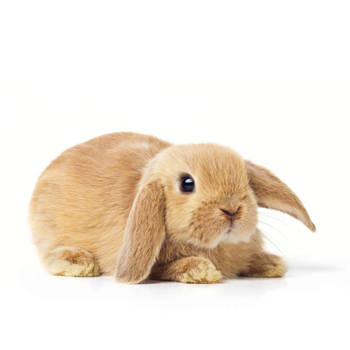 850_bunny_animaltest