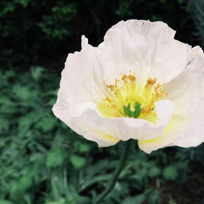 whitepoppy_GCI_850