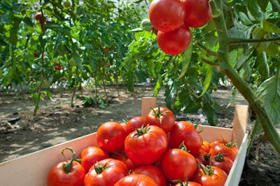 An image of some tomatoes