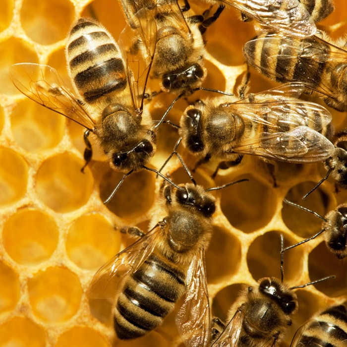 Bees-in-hive850