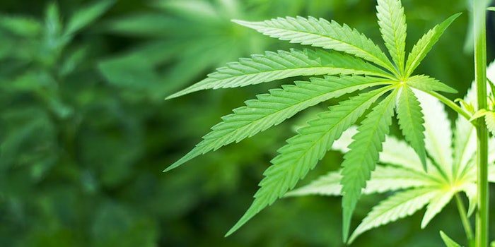Topical cannabis skin care can be both therapeutic to the skin and intoxicating.