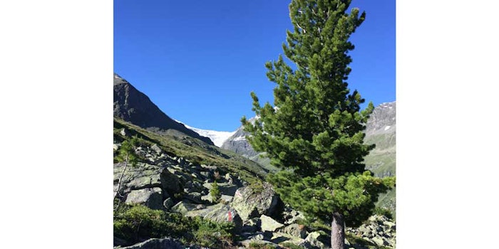 pinoluminpinetree_425