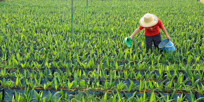 palmoil850x425