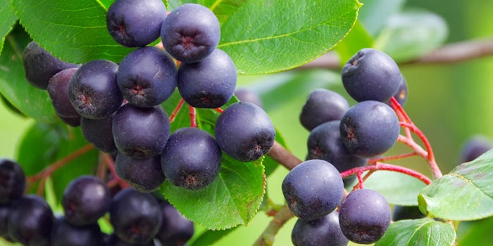 chokeberryseedoil_425