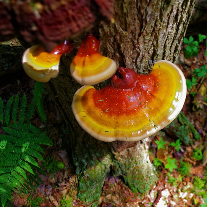 Reishi mushroom is the signature ingredient in Dr. Andrew Weil for Origins Mega Mushroom Skin Relief Soothing Treatment Lotion.