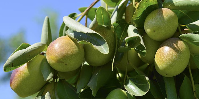 850x425_jojoba1