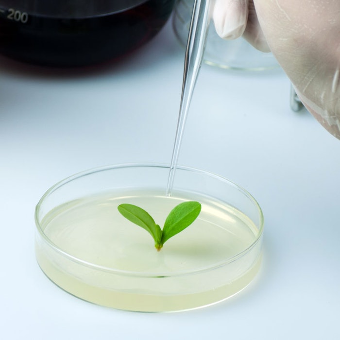 PlantinPetriDish850