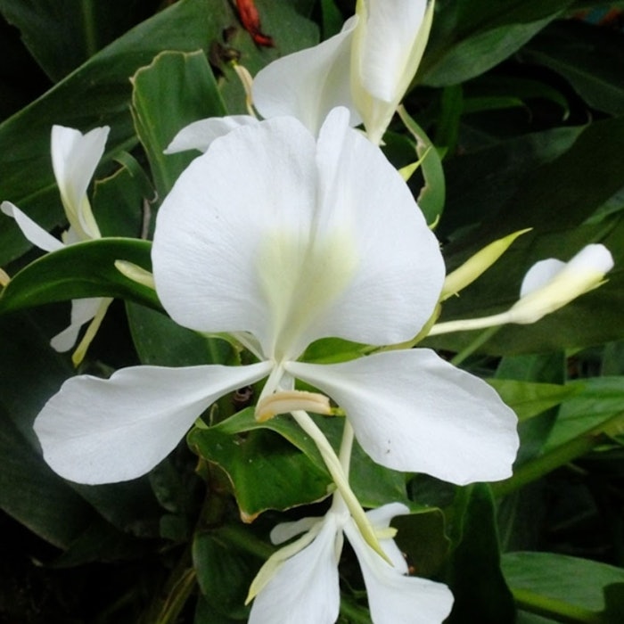 SAKADIUM_850