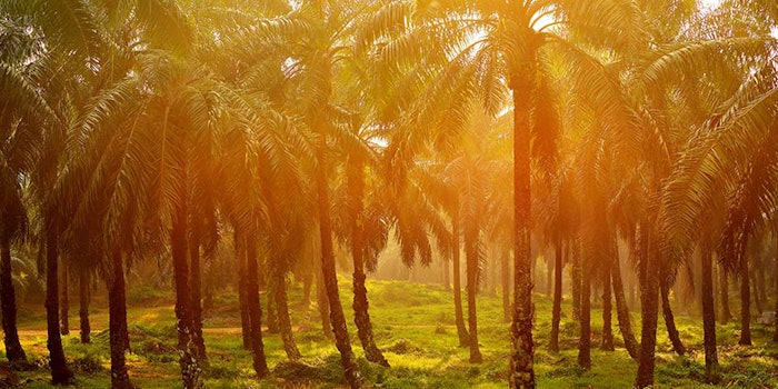 425-palm-oil1