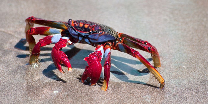 CrabShell425