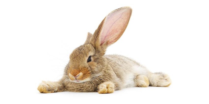 850x425_icmadanimaltesting