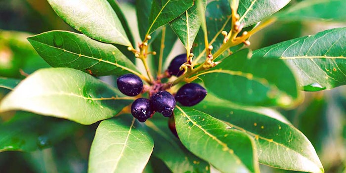 Natural-Sourcing-Laurel-Berry-Oil_425