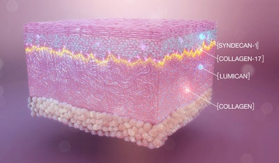 Replexium is made up of two BASF-patented peptides: Acetyl Tetrapeptide-9, which increases lumican and collagen I, and Acetyl Tetrapeptide-11, which increases syndecan-1 and collagen XVII, in vitro.