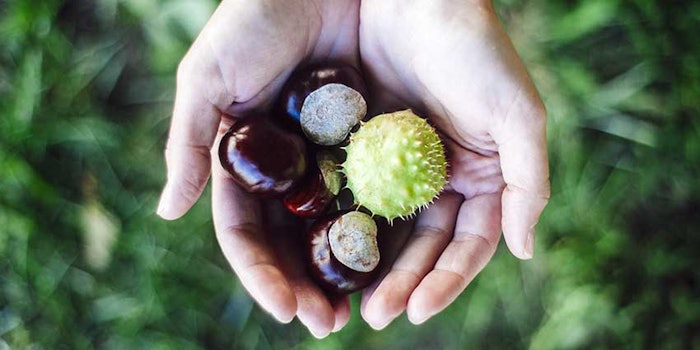 chestnuts_425