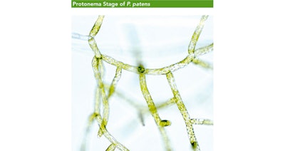 The resulting active ingredient MossCellTec™ No. 1 based on the moss maintains cell nucleus health, a completely novel anti-aging concept.The cell nucleus contains the DNA, the blueprint of the cell and is therefore considered the control center of the cell. In one cell, up to five million molecules are transported into and out of the nucleus every second! A timely transport of signaling molecules is crucial for the adaptation of cells to fast changes such as in temperature and humidity. As we age, the transport becomes less efficient and less selective which can lead to less resilient skin. Maintaining the proper stability and shape of the nucleus as well as ensuring an efficient transport into and out of the nucleus can be summarized as the topic of cell nucleus health.