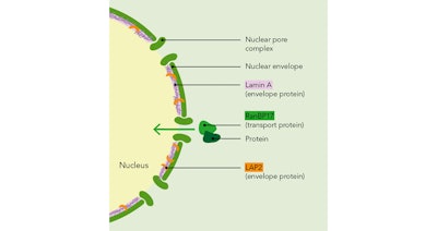MossCellTec™ No. 1 increases the expression of nucleus health markers in aged keratinocytes. Additionally, MossCellTec™ No. 1 improves the adaptation of skin to climatic stresses such as heat and humidity. Treatment with MossCellTec™ No.1 prevented the collapse of the dermal structure upon climatic stress in 3D skin models.
