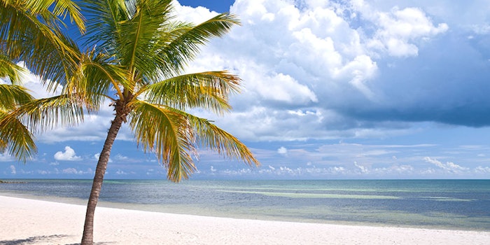 floridapalmtrees_435
