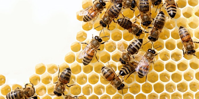 honeycombbees_425