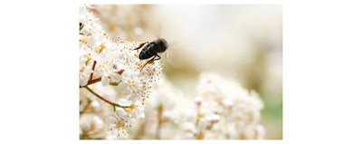 Mibelle Gci1903 Image1