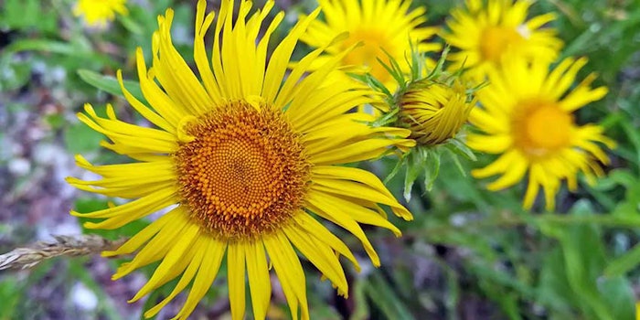 InulaHelenium_425