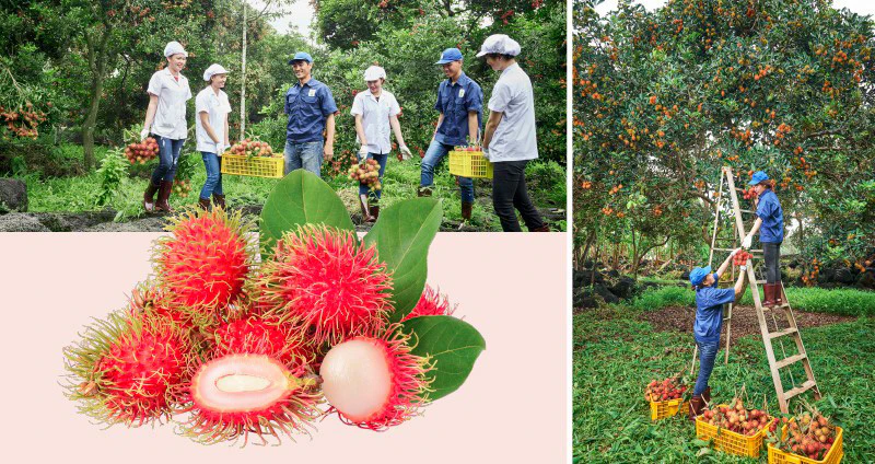 Rambutan: the new superfruit. A Sustainability Ingredient Story ...
