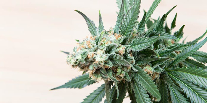 850x425_unilevercbd