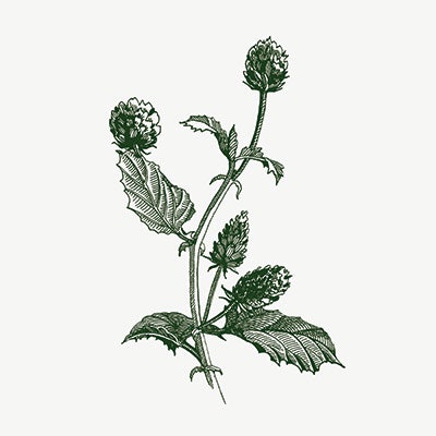 Meroterpenes in general but especially bakuchiol have also been reported to exhibit strong antibacterial effects,6 so another study examined the ingredient’s potential anti-acne activity. Here, a specific 95% pure meroterpene obtained from Psoralea corylifolia seedsa was evaluated. In addition, its possible combination with salicylic acid was tested.