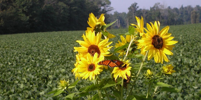 SunflowersinSoyField850x425