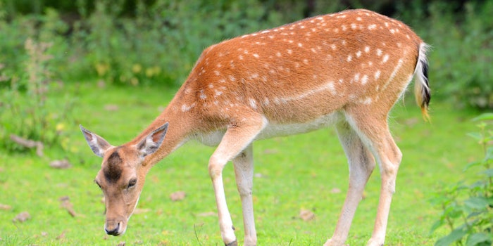 deermilktrend_np