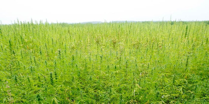 The IFF-Neptune deal signals a closer reach of the CBD supply chain into the consumer space.