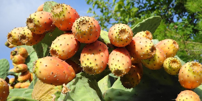 MorrocanCactus850x425