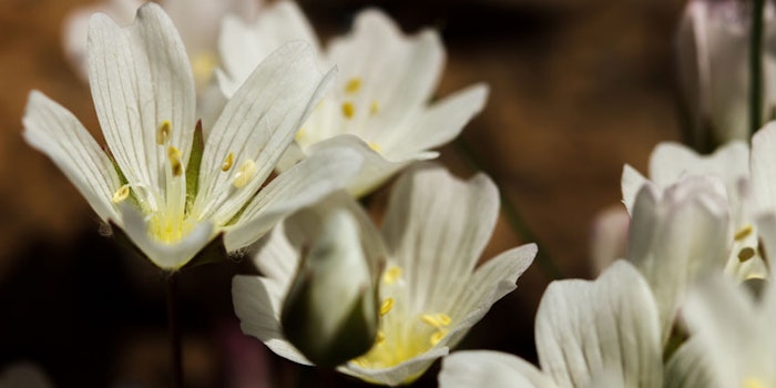 Meadowfoam425