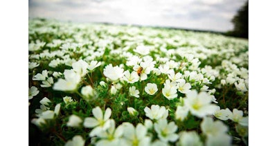 Nat Plant Gci2001 Image11