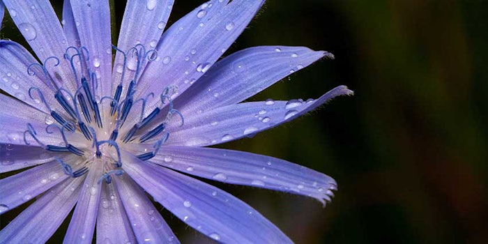 Chicory_PolyFructol850