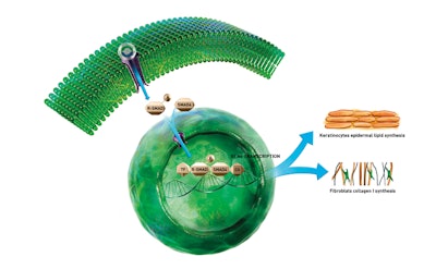 Reneseed™ contains plant-Transforming Growth Factor beta 2 (plant-TGFβ2). Both Reneseed™ and retinoids participate in the activation of the SMAD pathway to stimulate Collagen I synthesis. This active ingredient showed an outstanding efficacy in terms of collagen I production compared to retinoids, which presents itself as a non-phototoxic plant-based retinoids alternative for day and night treatments. Furthermore, Reneseed™ helps skin to recover its youthful appearance thanks to its broad-spectrum anti-ageing and pore minimizer efficacy.