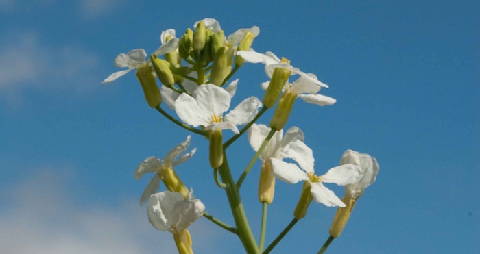 natplant_ct2004_lead3