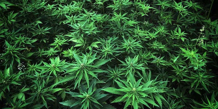 botanical_origins_cbd850