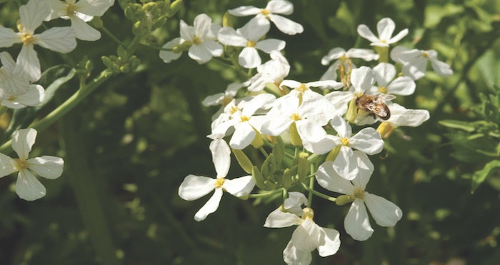 natplant_gci2004_lead