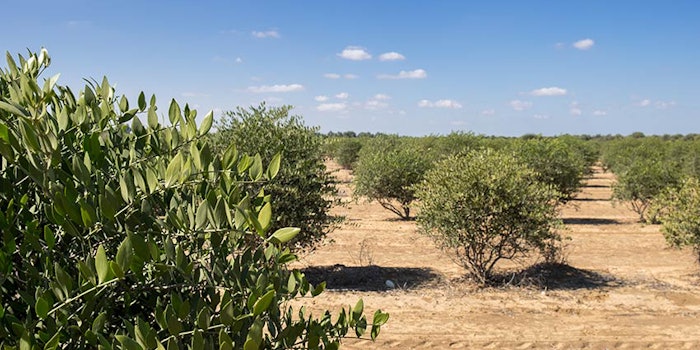 Jojoba Desert secures jojoba from the Negev Desert.