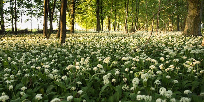 Wild plant experts and stakeholders came together at the first FairWild Forum to discuss a range of topics.