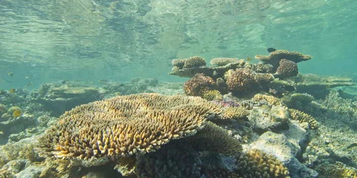 CoralReefsPocilloporadamicornis_850x425